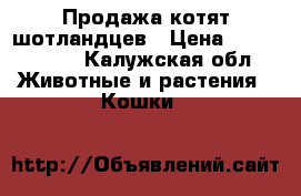 Продажа котят шотландцев › Цена ­ 3000-5000 - Калужская обл. Животные и растения » Кошки   